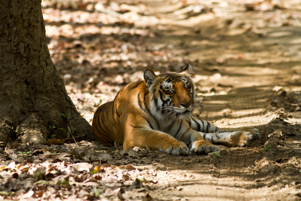 Nainital Jim Corbett Tour Package